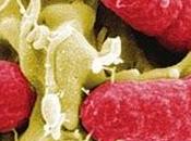 batterio killer dell'Escherichia coli proviene germogli soia tedeschi, mangiati crudi.