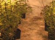 TRAPPETO, finanza scopre piantagione marijuana. Estirpate piante