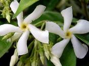 Profumo d'estate: gelsomini