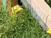 Aversa Parco Balsamo abbandono degrado (17.06.11)