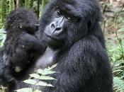 Kwita Izina, battesimo gorilla