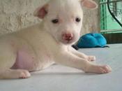 Cane steso come pantalone