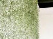 Tillandsia usneoides effetto sipario!