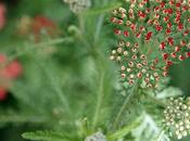 L’achillea esplosa