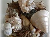 Conchiglie passione!