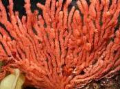 tutti amuleti cuciti vestito