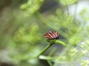 Graphosoma italicum