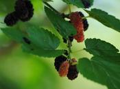 Dalla raccolta gelsi alla crostata colazione