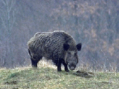 strada cinghiale