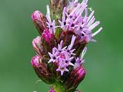 Liatris spicata