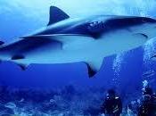 squalo grande patrimonio biodiversità