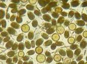 l’alga Ostreopsis Ovata probabile colpevole