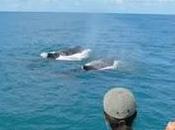 Porto Seguro: comincia volo arrivano balene