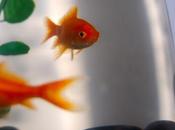 foto della settimana/5 Come pesci rossi