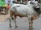 Perché sono sparite vacche Nuova Delhi