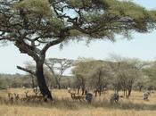 Tanzania elettricità