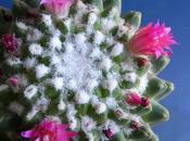 Fiore cactus (senza spine)