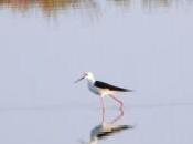 Birdwatching negli stagni dell’oristanese