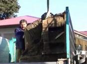 Roma Recuperata statua dell'Imperatore Caligola (12.07.11)