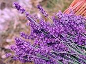 Composizione lavanda