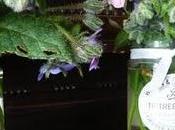 Borago officinalis vaso