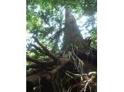 popoli indigeni: moratoria REDD Kalimantan