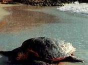 Estate 2011: nuovi nidi tartarughe marine