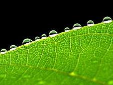green cresce bene