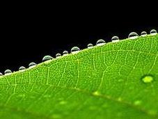 green cresce bene