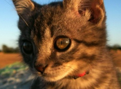 Kitty, gattina facendo giro mondo