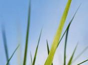 Nokia Original Themes Temi Gratis Symbian