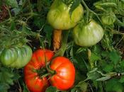 Luglio mese pomodori