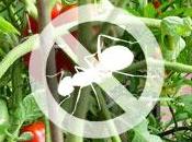 Devo proteggere orto dall'attacco parassiti animali, vegetali malattie fungine.