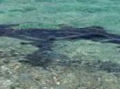 squalo avvistato Sardegna. Capo Lorenzo, Quirra