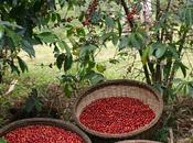 Tanzania /Aiuti Governo coltivatori caffé