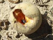 coleotteri, ancora loro