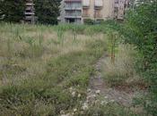 verde spontaneo Fidenza