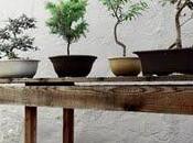 Bonsai l'arte creare miniature alberi