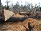 Deforestazione Indonesia: Fuji Xerox molla APRIL