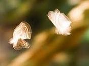 farfalletta ch'io vidi perdoni l'alighieri)