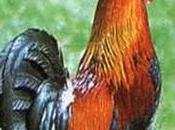 Voglia di...gallo!