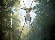 L'angelo delle foreste Tasmania