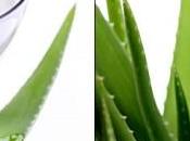 L’aloe vera denti gengive