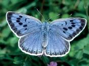 mimetismo acustico delle farfalle