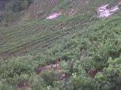 Antea 2010, Rossese Bianco