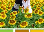 Sunflowers palette