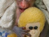 mandrillino troppo bellino