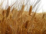 Tutte virtù cereali trattati dalla Nonna