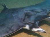 pesce diavolo sceglie Palmi! Gruppi mante avvistate