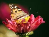 paio scatti FARFALLA